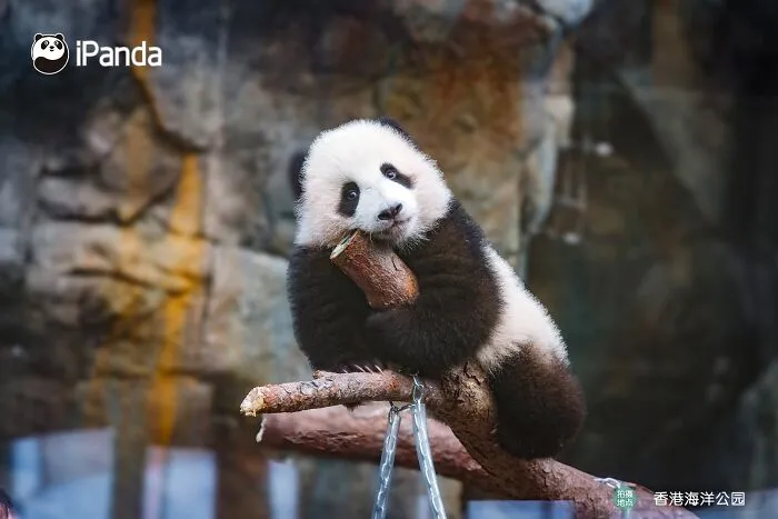 25 Funny Pandas Captured Living Their Best Lives Were Shared On This Page