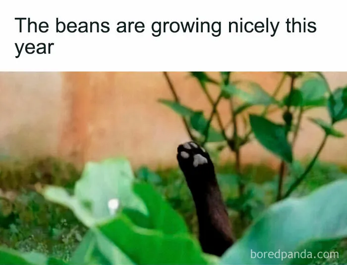 This IG Page Is Rife With Funny Plant Memes, And These 59 Are The Best So Far (New Pics)