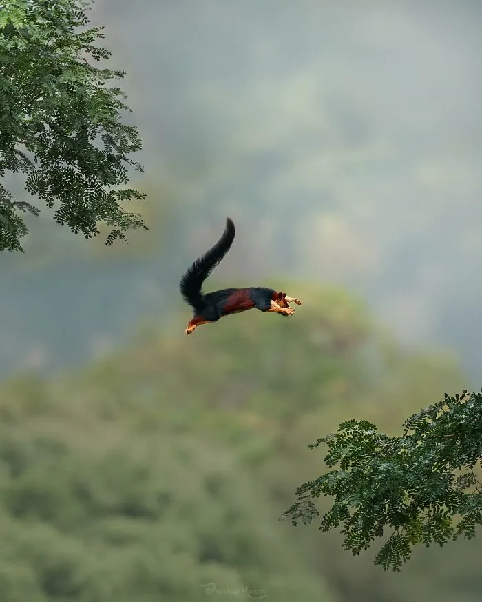 “The Indian Giant Squirrel Takes His Signature Leap In West Ghats Of Kerala”