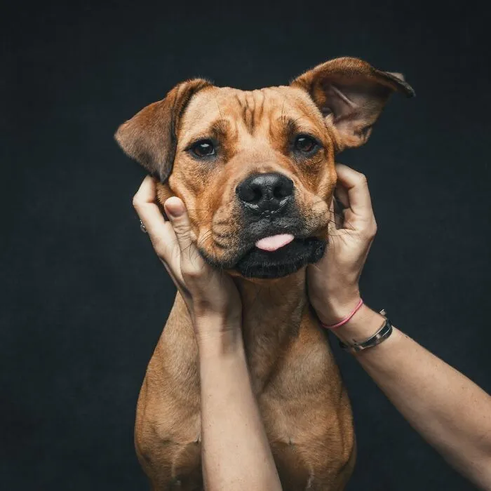 38 Photos From This Series That Prove How Powerful The Bond Between Dogs And Humans Can Be
