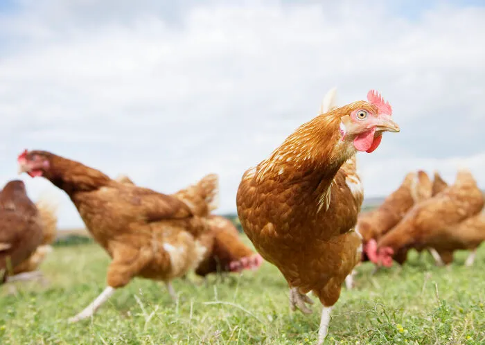 Chickens