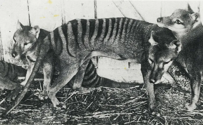 Thylacines (Tasmanian Tigers), At Beaumaris Zoo, Hobart, CA. 1918