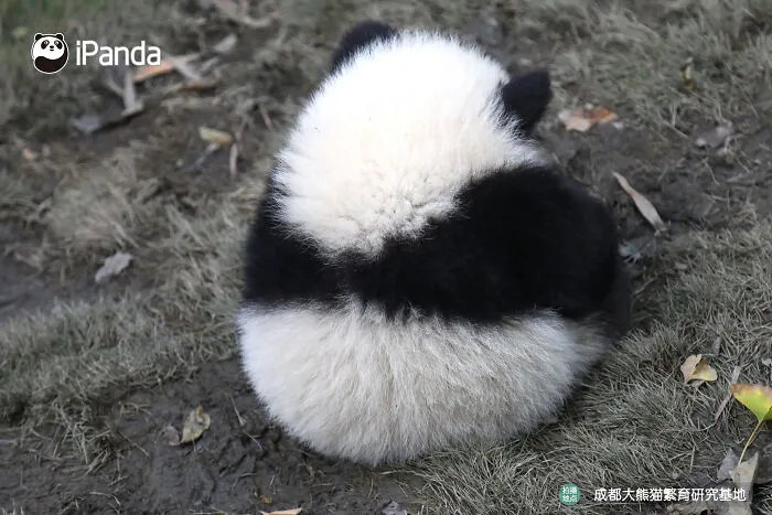 25 Funny Pandas Captured Living Their Best Lives Were Shared On This Page