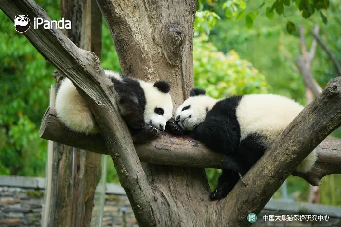 25 Funny Pandas Captured Living Their Best Lives Were Shared On This Page