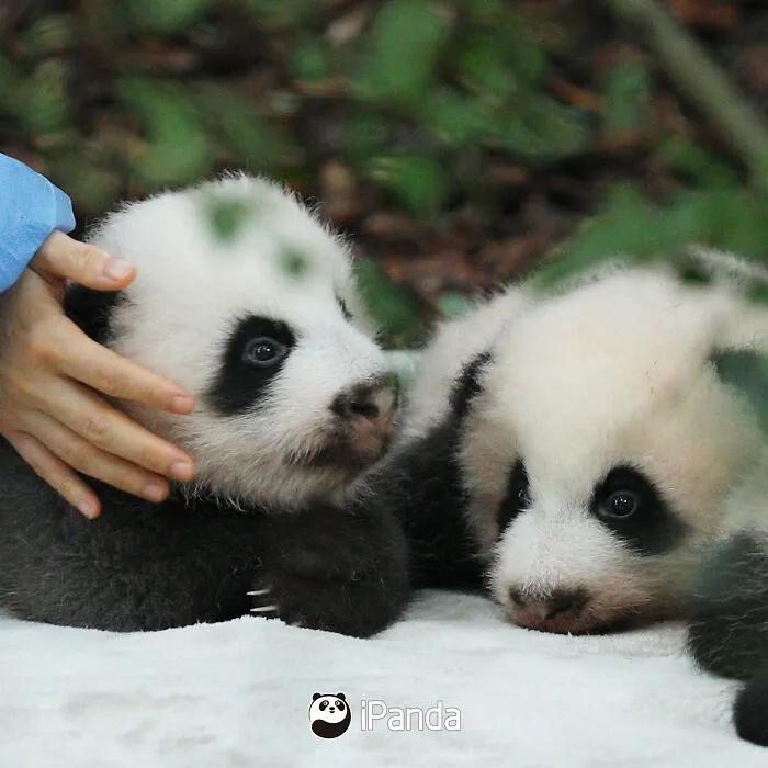 25 Funny Pandas Captured Living Their Best Lives Were Shared On This Page