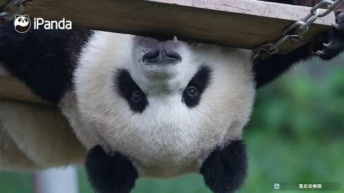 25 Funny Pandas Captured Living Their Best Lives Were Shared On This Page
