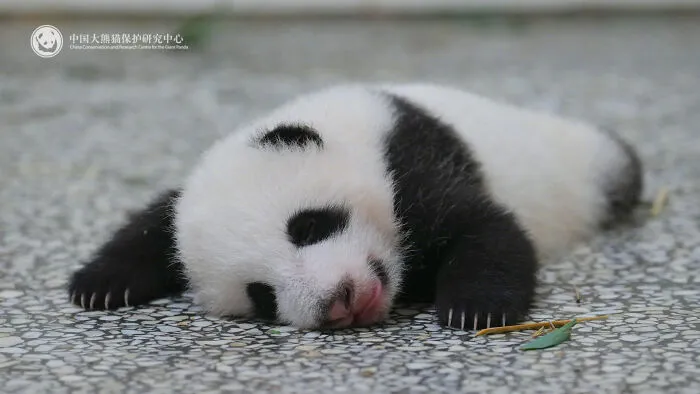 25 Funny Pandas Captured Living Their Best Lives Were Shared On This Page