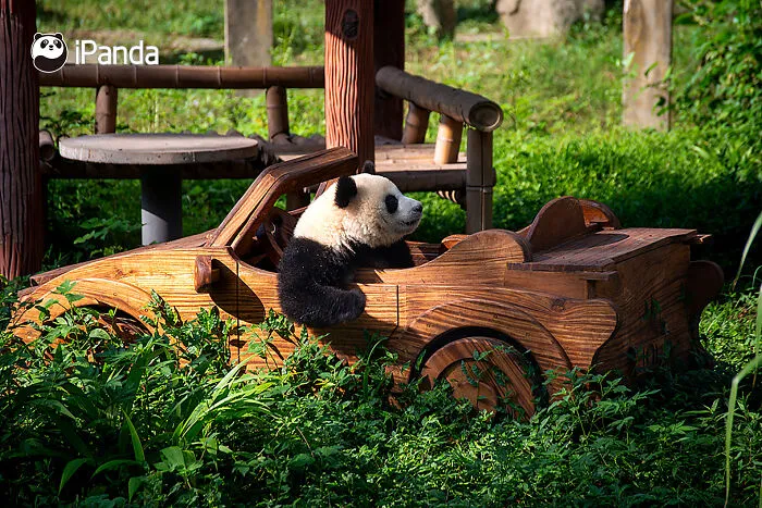 25 Funny Pandas Captured Living Their Best Lives Were Shared On This Page