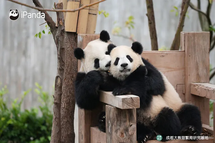25 Funny Pandas Captured Living Their Best Lives Were Shared On This Page