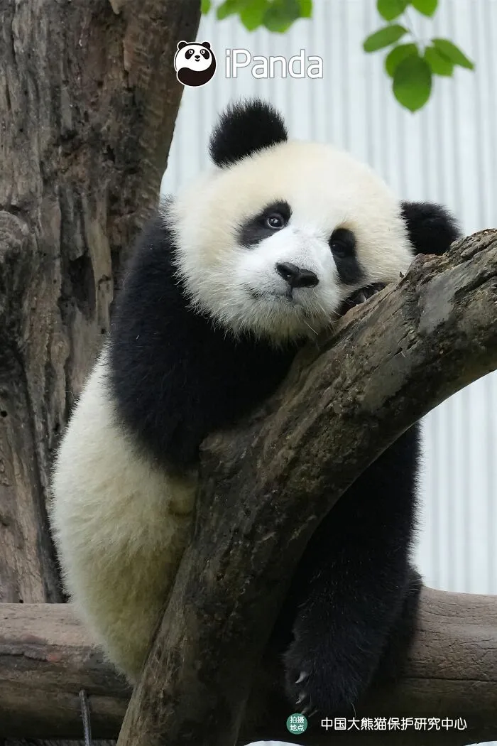25 Funny Pandas Captured Living Their Best Lives Were Shared On This Page