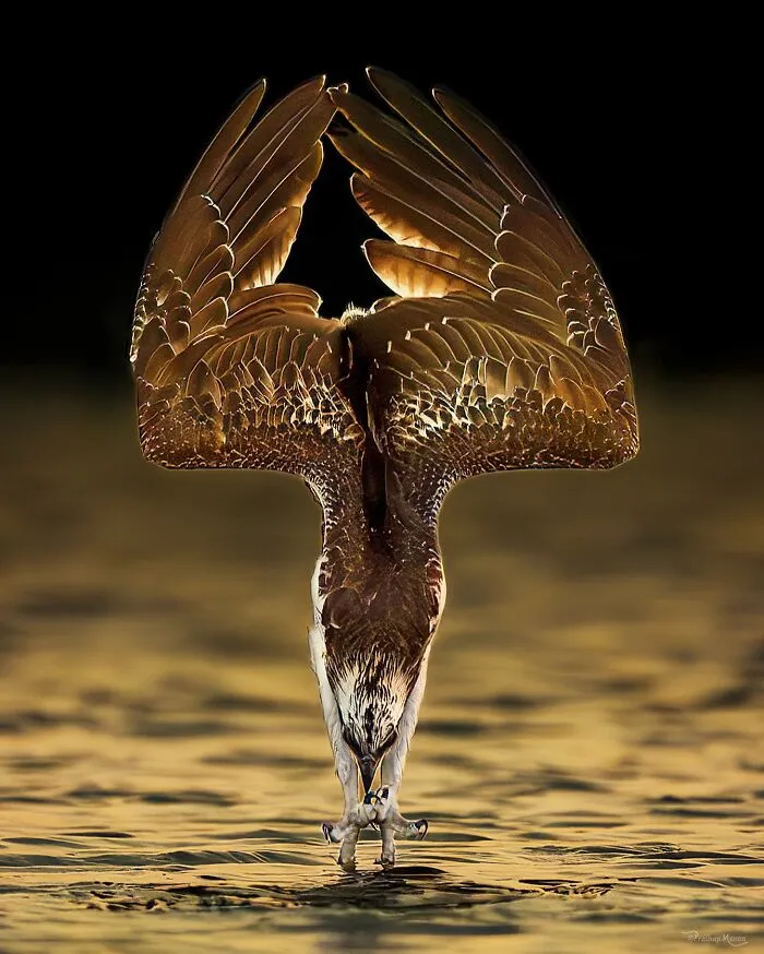 “Osprey During A Strike”