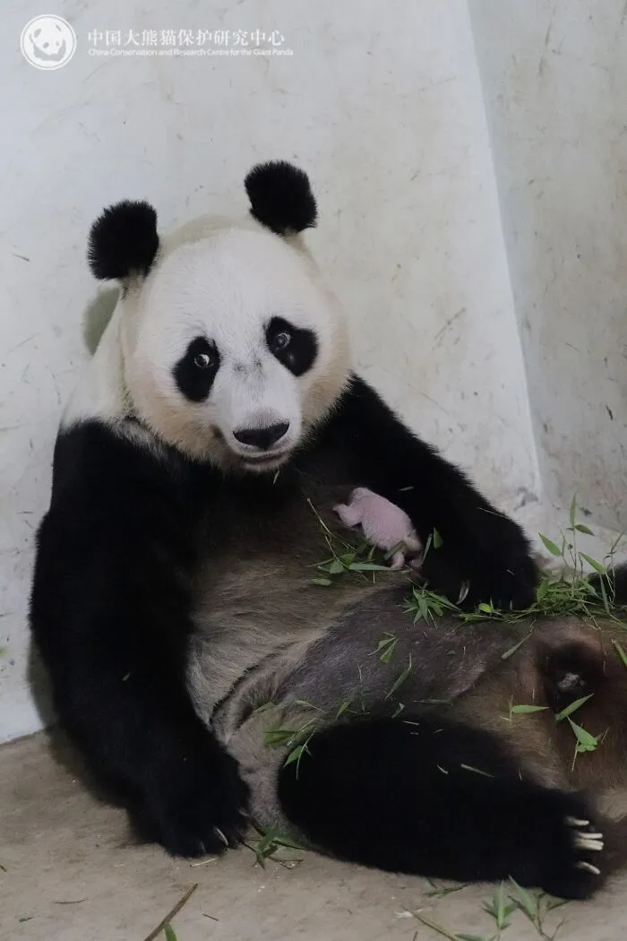 25 Funny Pandas Captured Living Their Best Lives Were Shared On This Page