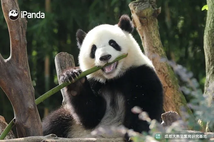 25 Funny Pandas Captured Living Their Best Lives Were Shared On This Page