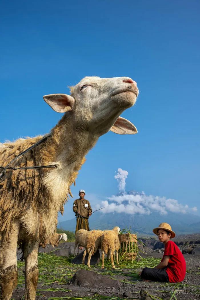 Food In The Field: Goat's Day Out By Arun Saha