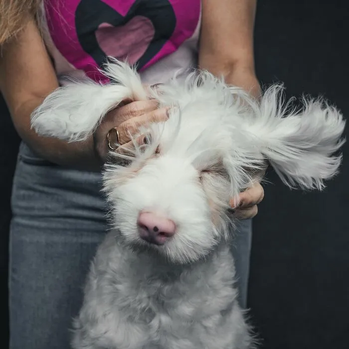 38 Photos From This Series That Prove How Powerful The Bond Between Dogs And Humans Can Be