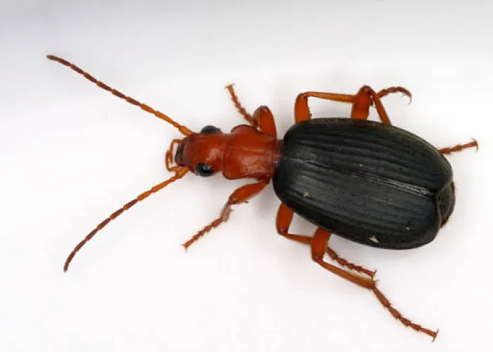 Bombardier Beetles
