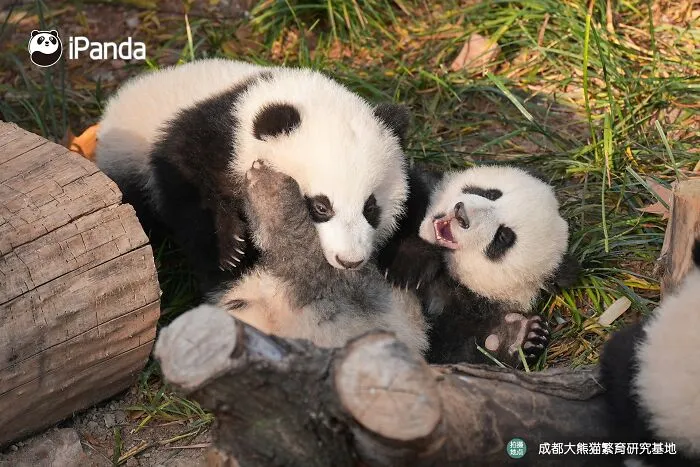 25 Funny Pandas Captured Living Their Best Lives Were Shared On This Page