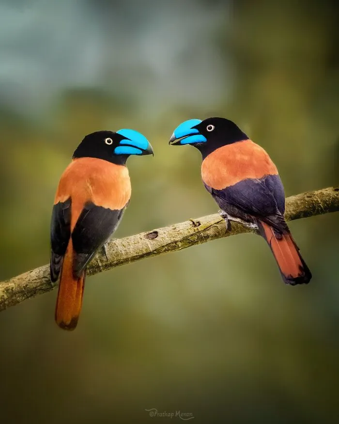 “A Pair Of Helmet Vangas”