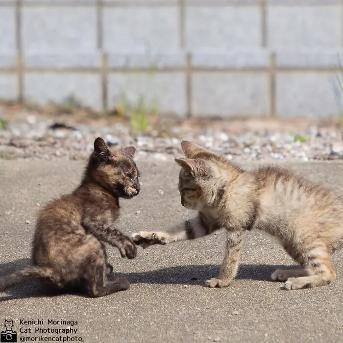This Photographer Captured Exactly Why Cats Are So Endlessly Entertaining (61 Pics)