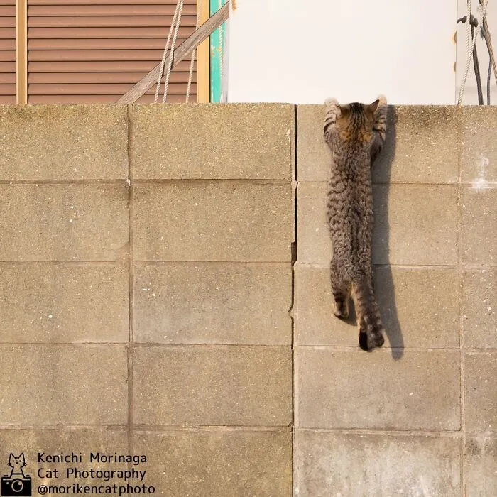 This Photographer Captured Exactly Why Cats Are So Endlessly Entertaining (61 Pics)