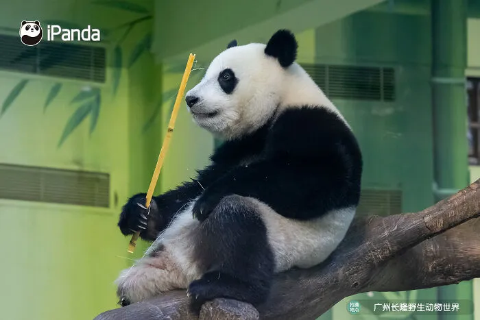 25 Funny Pandas Captured Living Their Best Lives Were Shared On This Page