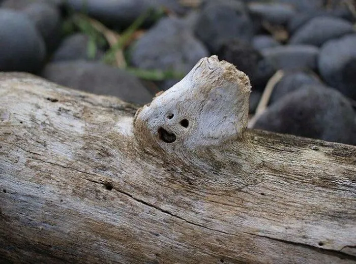 This Page Shared 60 Strange Moments When People Saw Faces In Everyday Things (New Pics)