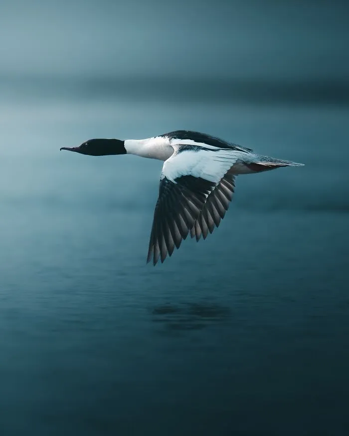 40 New Mesmerizing Wildlife Photos By Magnus Berggren That Capture Nature’s Darker Side