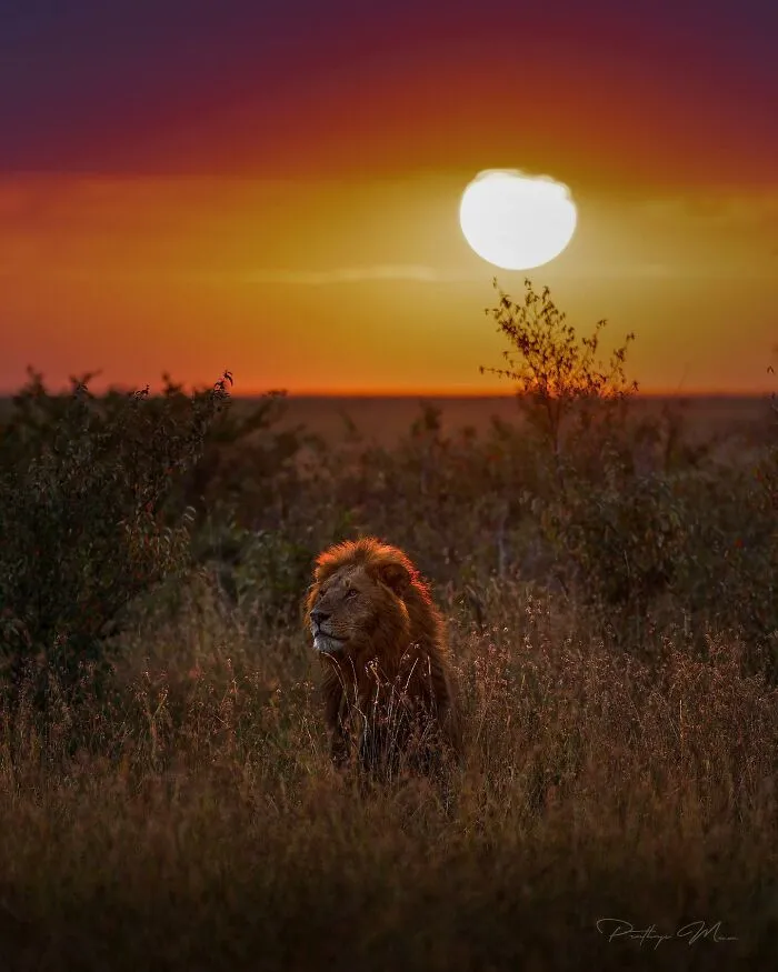 “African Lion”
