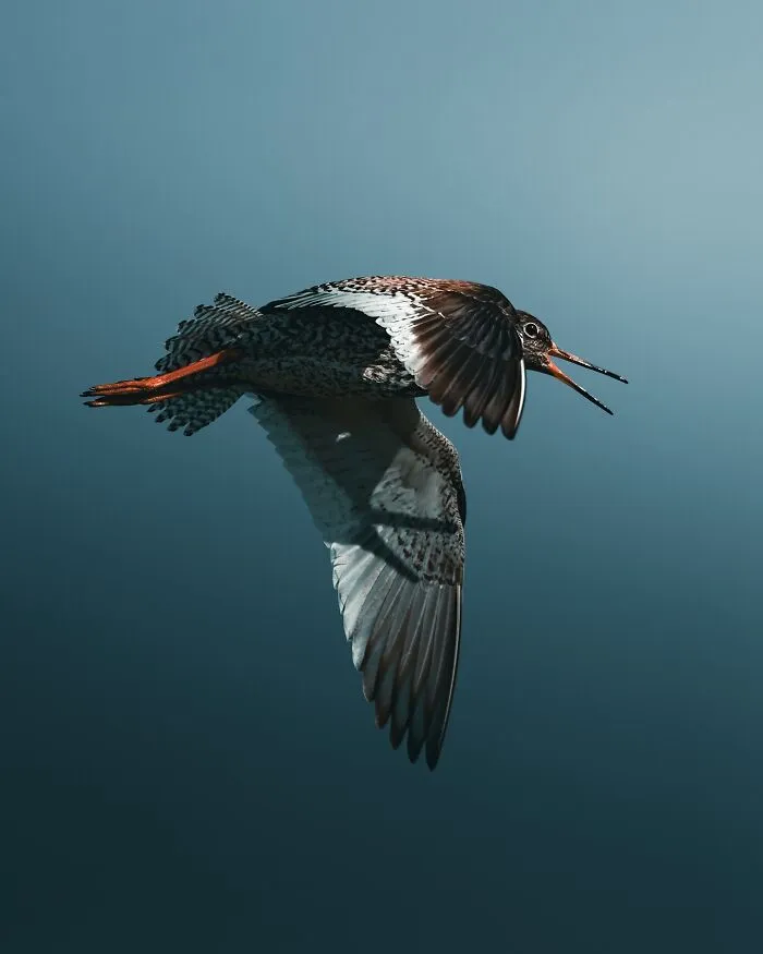 40 New Mesmerizing Wildlife Photos By Magnus Berggren That Capture Nature’s Darker Side