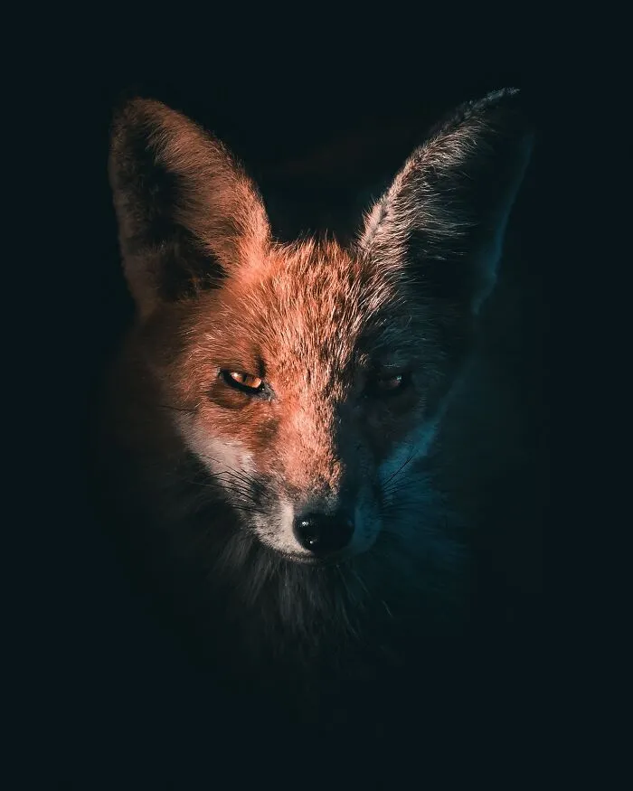 40 New Mesmerizing Wildlife Photos By Magnus Berggren That Capture Nature’s Darker Side