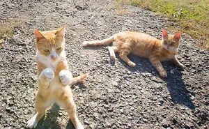This Photographer Captured Exactly Why Cats Are So Endlessly Entertaining (61 Pics)