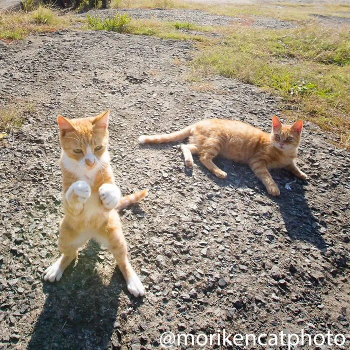 This Photographer Captured Exactly Why Felines Are So Endlessly Entertaining (61 Pics)