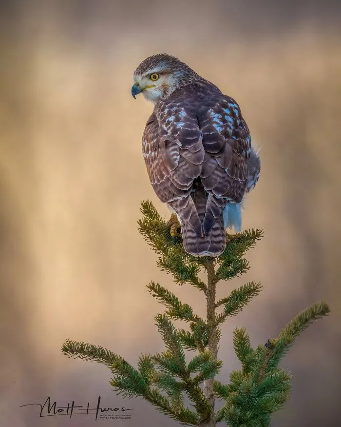 “Red-Tailed Hawk”