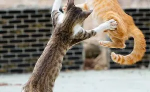 This Photographer Captured Exactly Why Cats Are So Endlessly Entertaining (61 Pics)