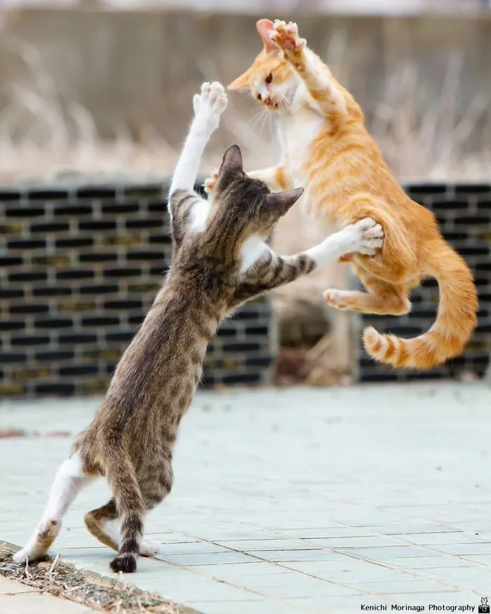 This Photographer Captured Exactly Why Felines Are So Endlessly Entertaining (61 Pics)