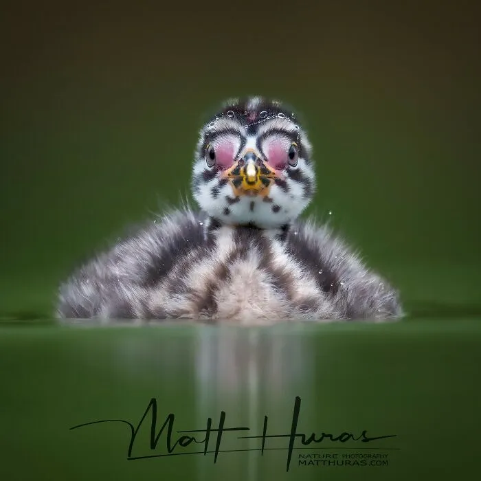 “Baby Red-Necked Grebe”