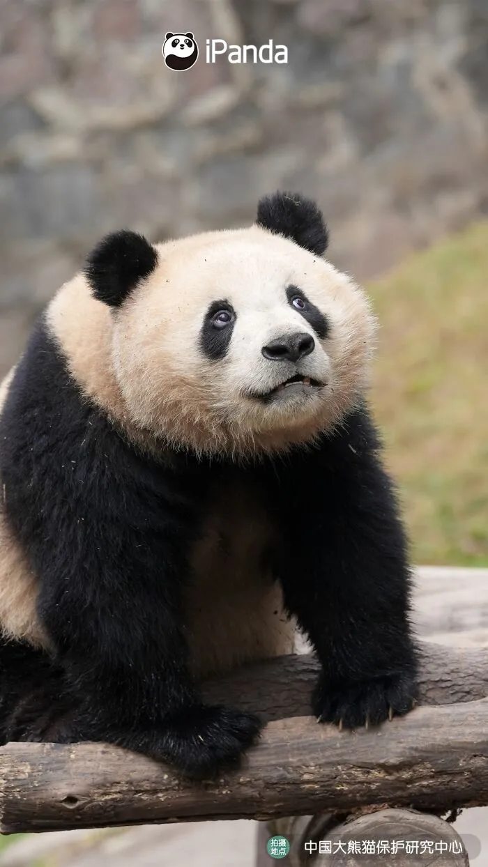 25 Funny Pandas Captured Living Their Best Lives Were Shared On This Page