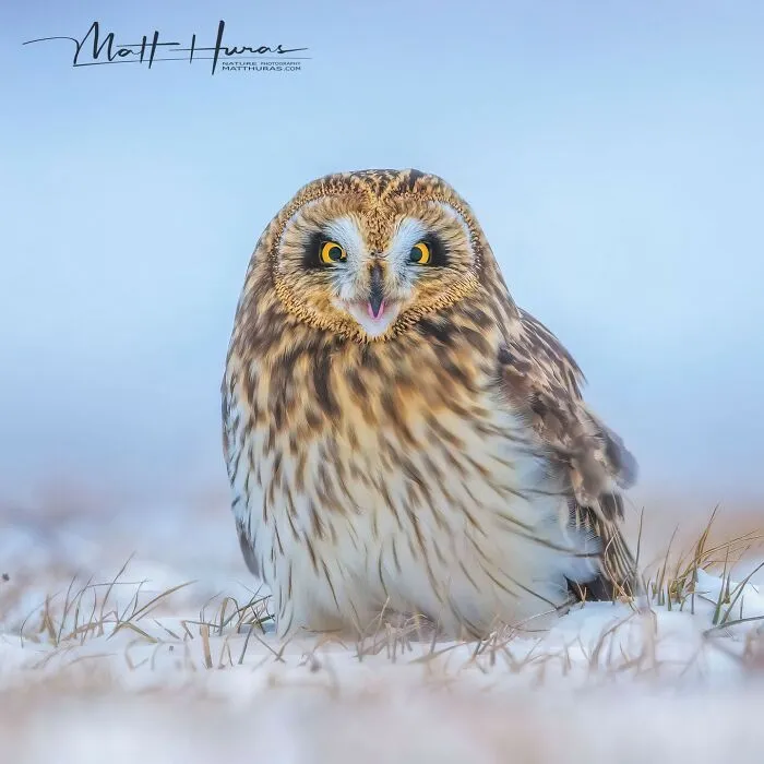 “Short-Eared Owl”