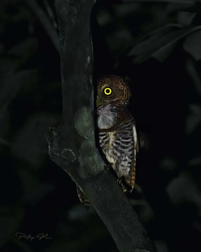 “Jungle Owlet”