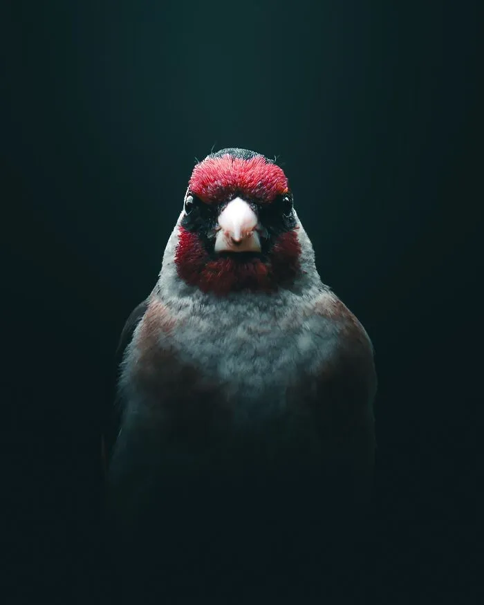 40 New Mesmerizing Wildlife Photos By Magnus Berggren That Capture Nature’s Darker Side