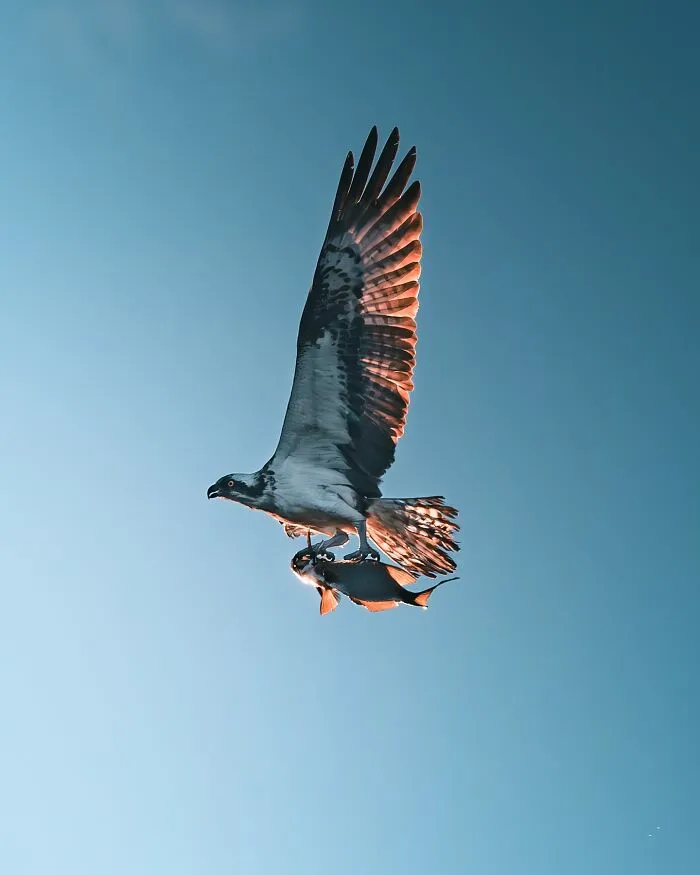 40 New Mesmerizing Wildlife Photos By Magnus Berggren That Capture Nature’s Darker Side
