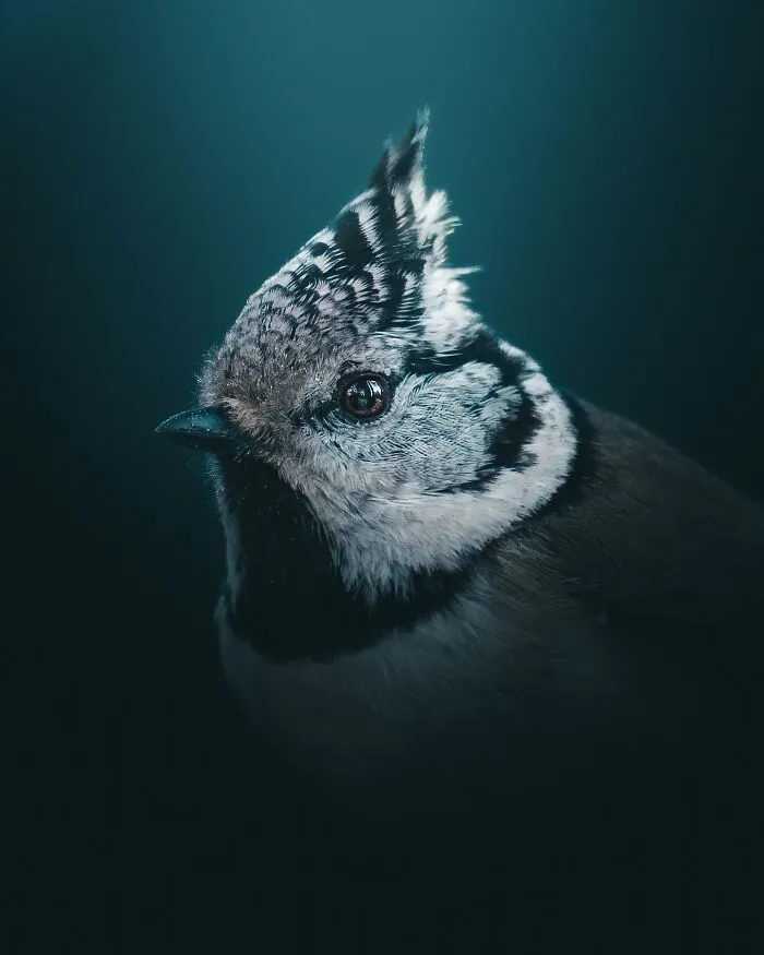 40 New Mesmerizing Wildlife Photos By Magnus Berggren That Capture Nature’s Darker Side