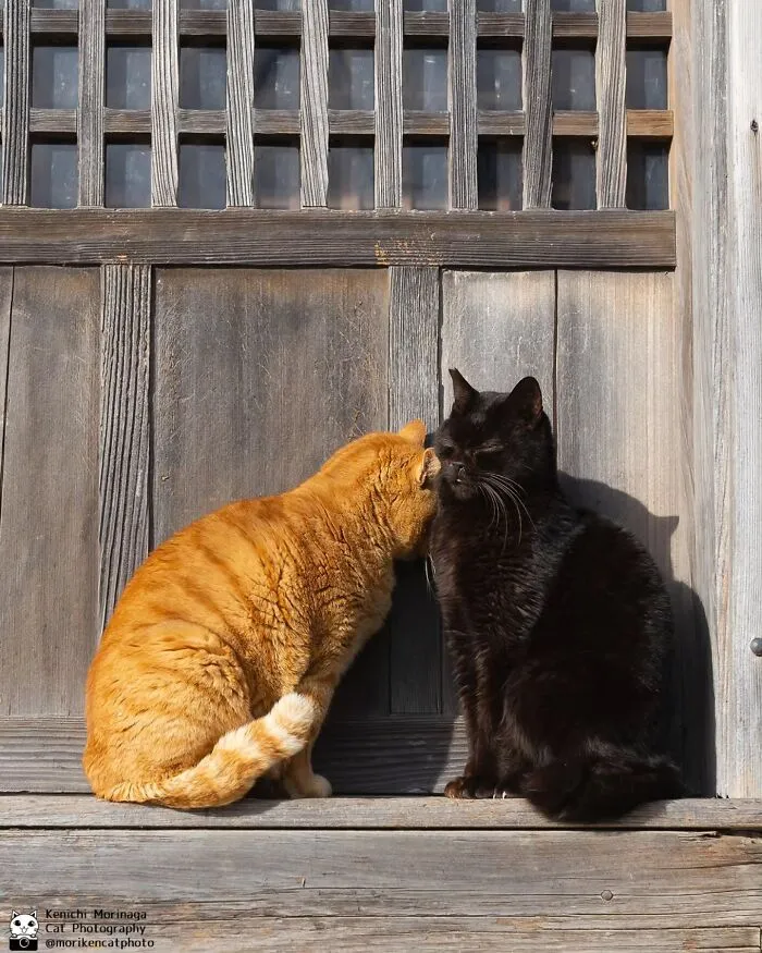 This Photographer Captured Exactly Why Cats Are So Endlessly Entertaining (61 Pics)