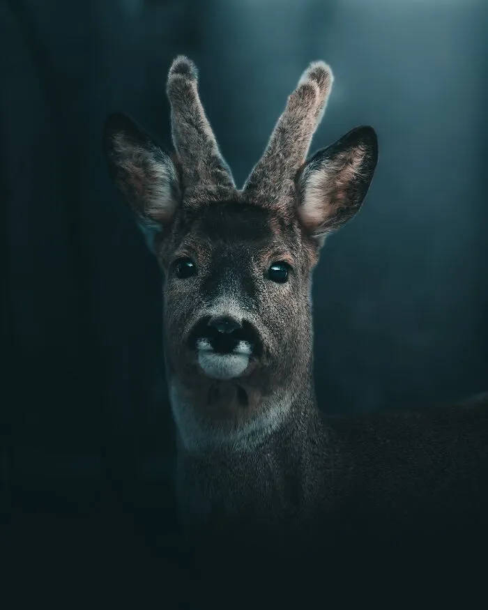 40 New Mesmerizing Wildlife Photos By Magnus Berggren That Capture Nature’s Darker Side
