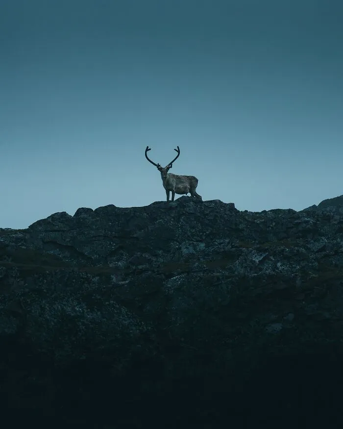 40 New Mesmerizing Wildlife Photos By Magnus Berggren That Capture Nature’s Darker Side