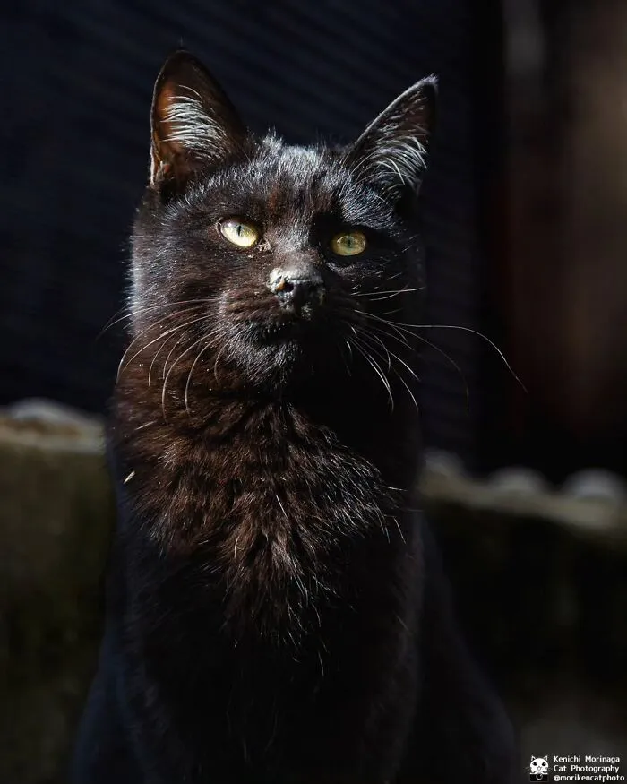 This Photographer Captured Exactly Why Cats Are So Endlessly Entertaining (61 Pics)