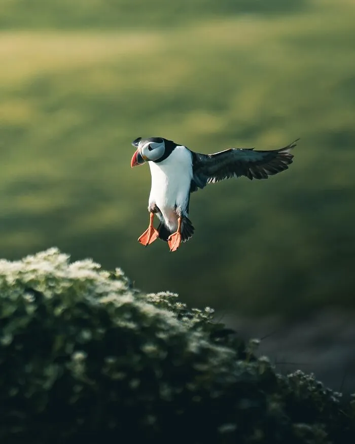 40 New Mesmerizing Wildlife Photos By Magnus Berggren That Capture Nature’s Darker Side