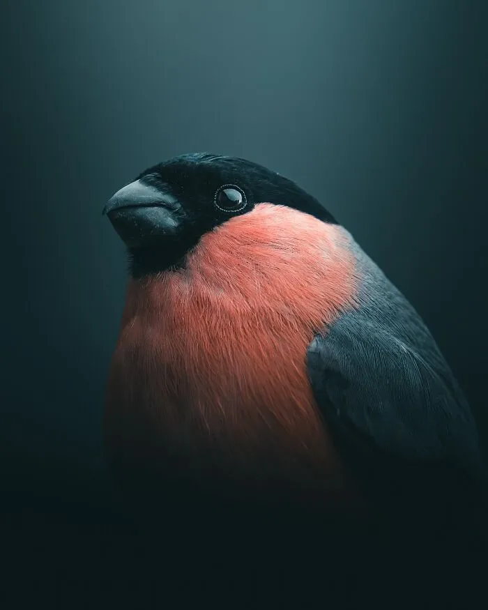 40 New Mesmerizing Wildlife Photos By Magnus Berggren That Capture Nature’s Darker Side