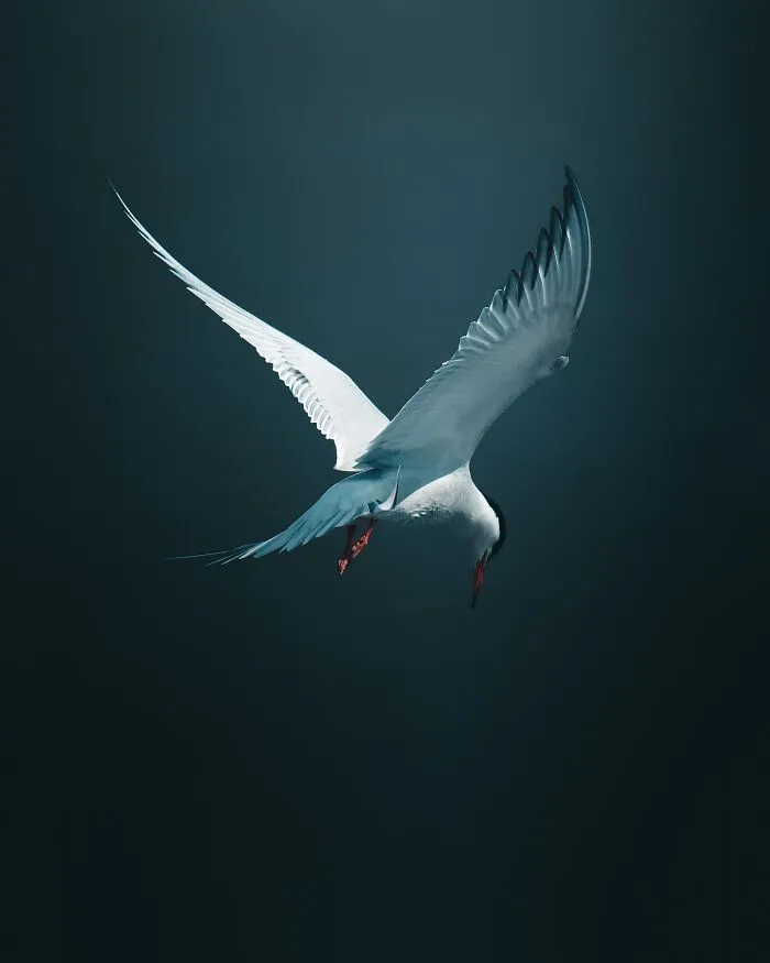40 New Mesmerizing Wildlife Photos By Magnus Berggren That Capture Nature’s Darker Side