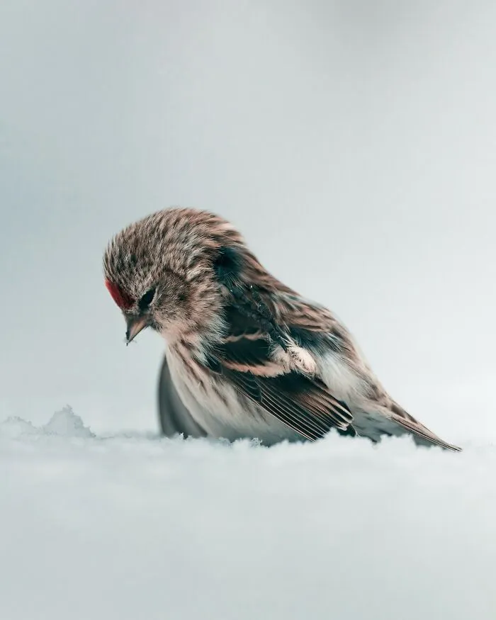 40 New Mesmerizing Wildlife Photos By Magnus Berggren That Capture Nature’s Darker Side